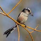 long tailed tit